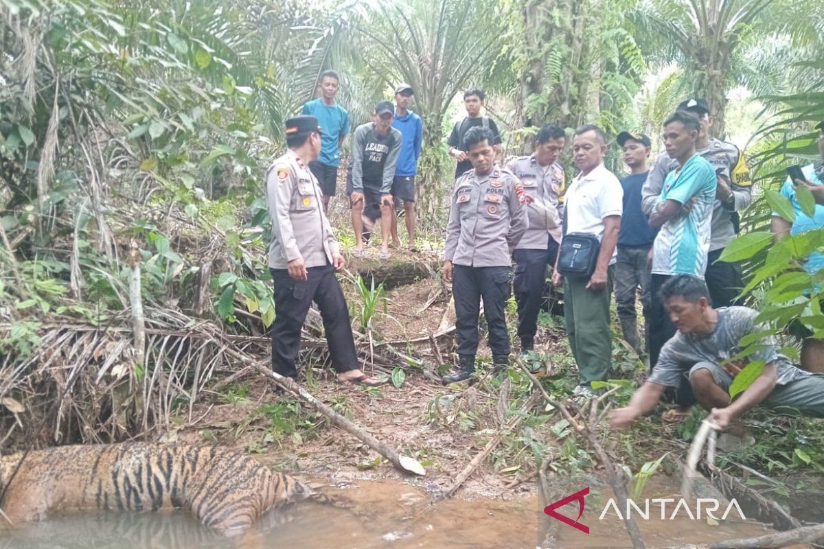 BKSDA Bengkulu turunkan tim lakukan nekropsi harimau mati
