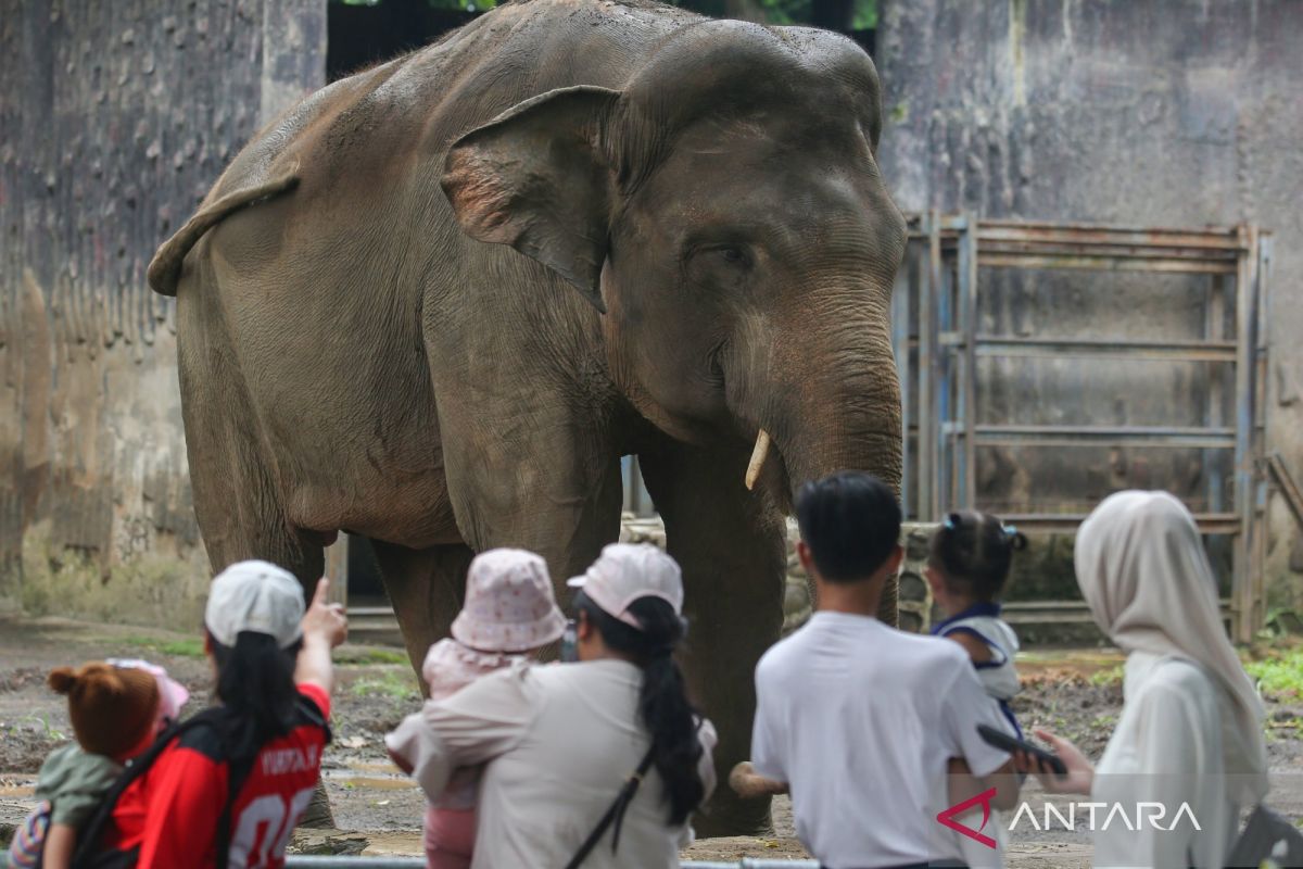 Libur panjang, 120.000 orang diprediksi kunjungi Ragunan