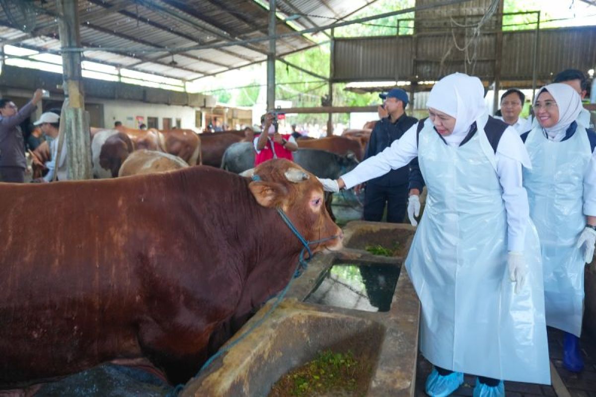 Pemprov Jatim kerahkan tim pemeriksa kesehatan hewan jelang Idul Adha