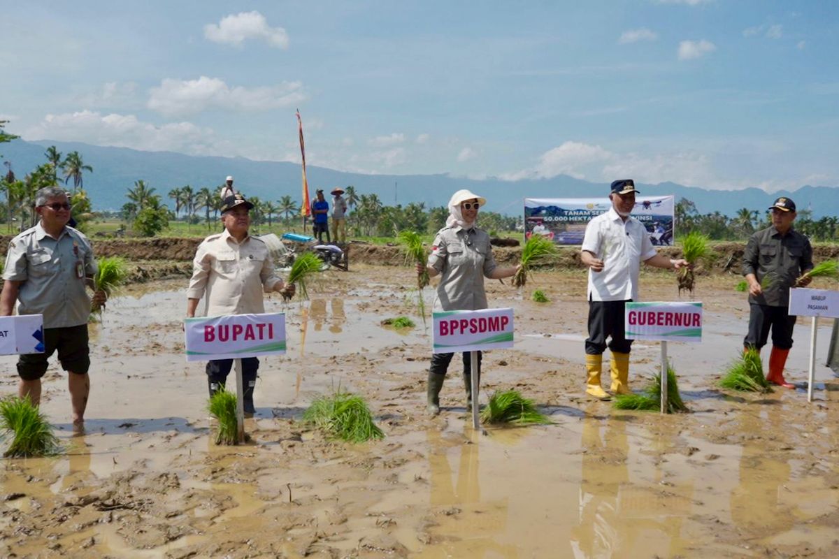 Kementan akselerasi tanam padi serentak di 25 provinsi pacu produksi