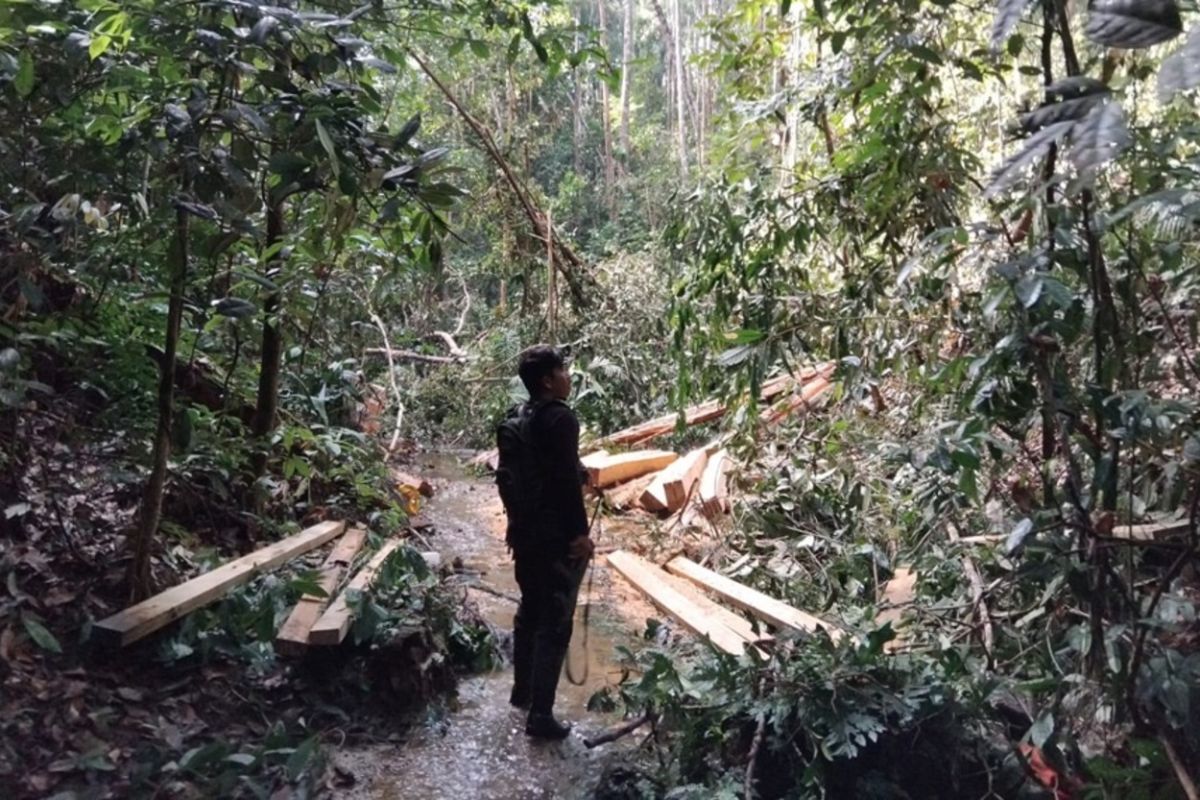Kemenhut Lanjutkan Proses Hukum Tersangka Pembalakan Liar di TNBT Riau