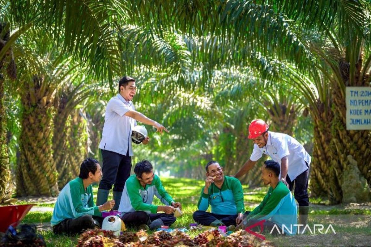 PalmCo Serap 70 Ribu Tenaga Kerja, Bidik Peluang Baru dari Hilirisasi Sawit