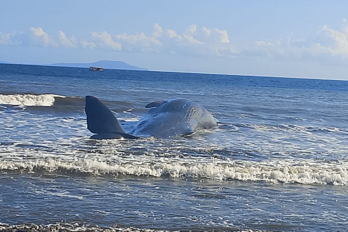 Ikan paus panjang 15 meter mati terdampar di pantai Jembrana Bali