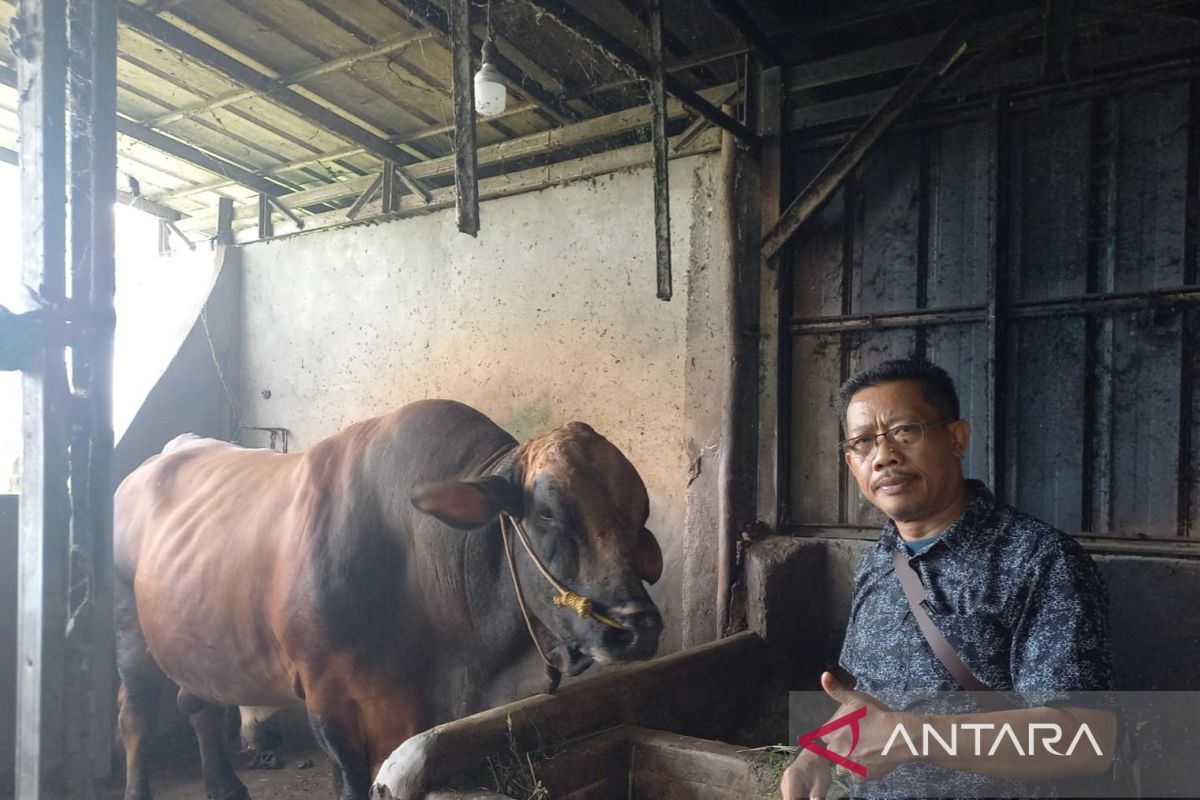 Kabupaten OKU Timur terima sapi kurban 960 kg dari Presiden Prabowo