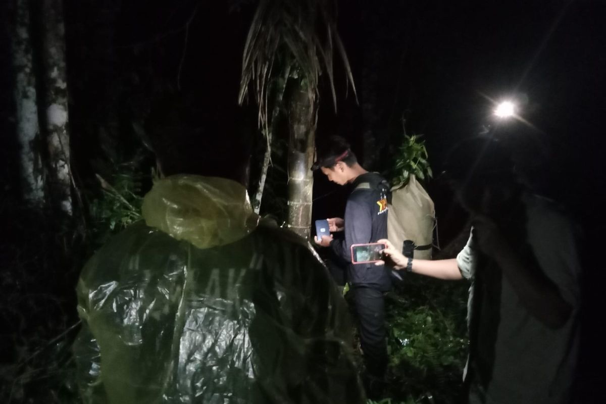BKSDA Sumbar siapkan opsi tembak bius evakuasi harimau sumatra 