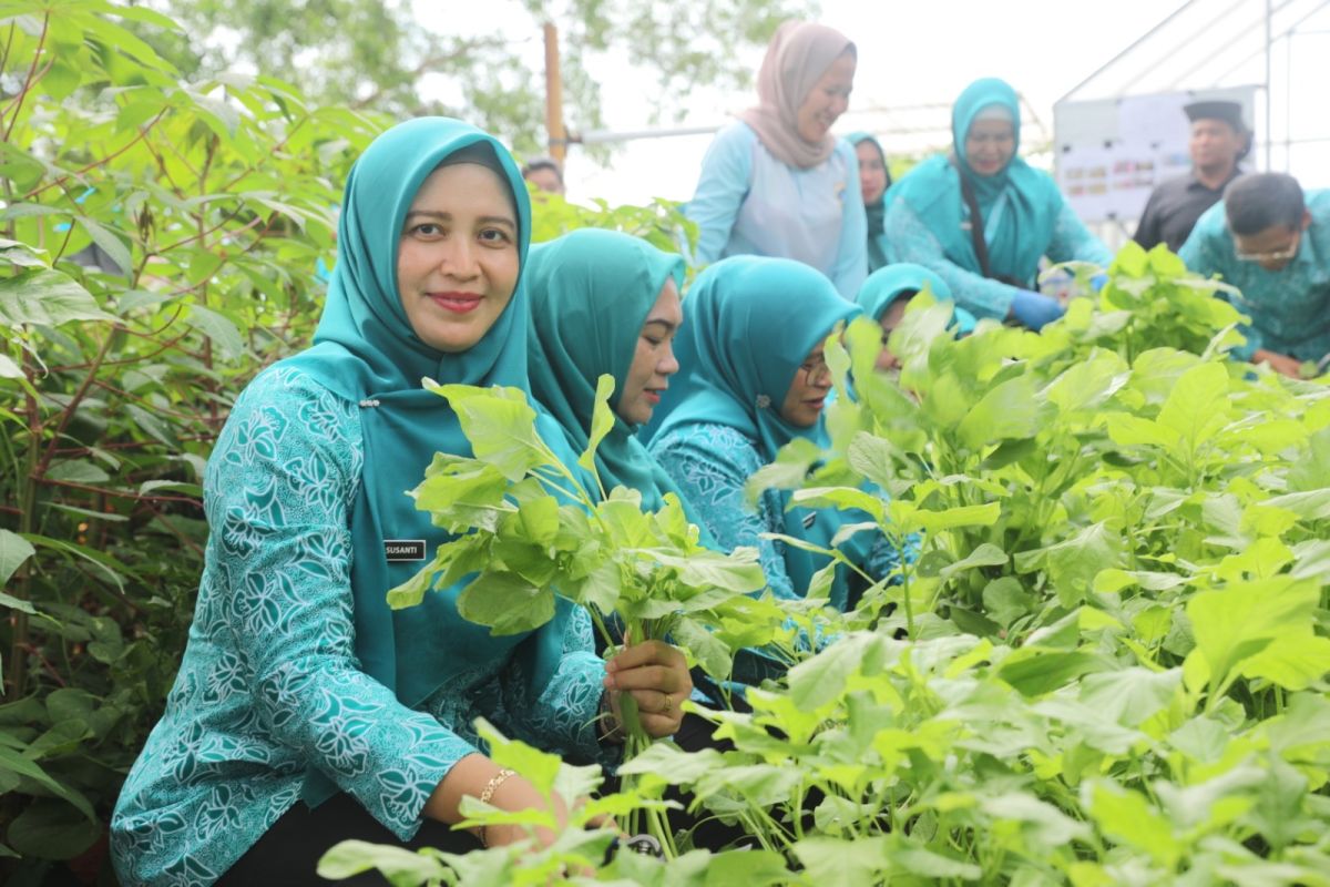 Kepulauan Seribu dorong tanam sayur hidroponik untuk ketahanan pangan