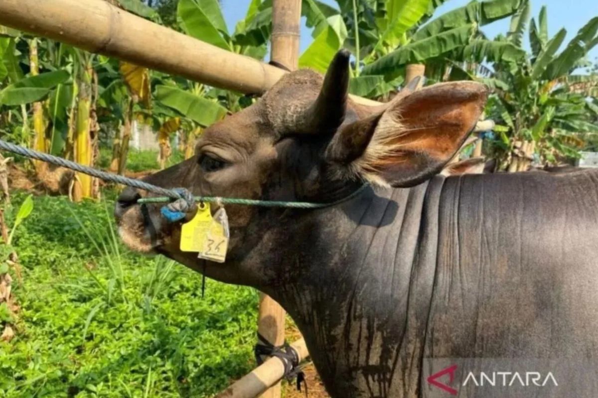 Jaksel larang pedagang hewan kurban gunakan fasum jelang Idul Adha