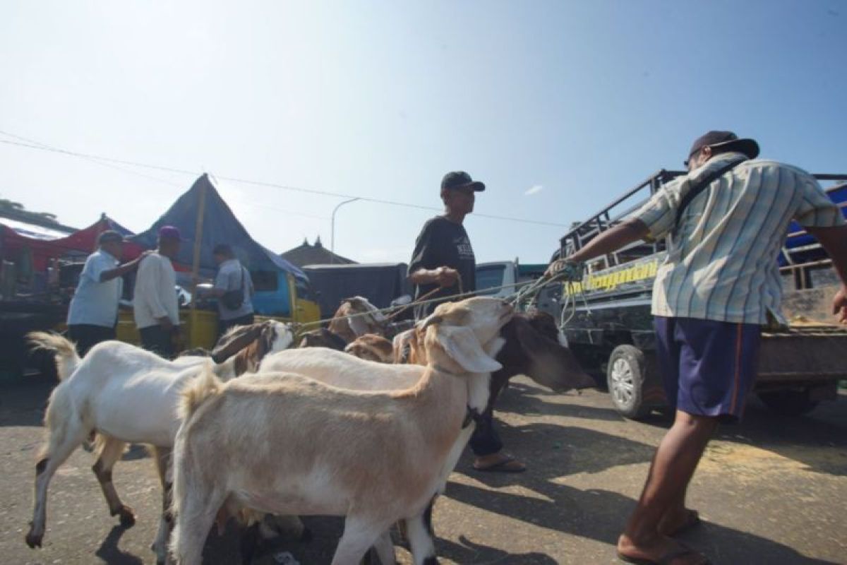 TPID DIY sebut Gunungkidul siap pasok hewan kurban bagi daerah lain