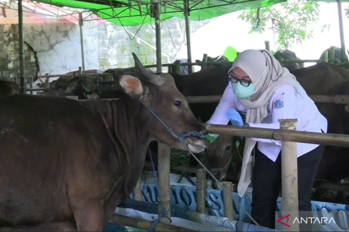 Jelang Idul Adha, hewan kurban di Jakbar diberi vitamin anti-stres