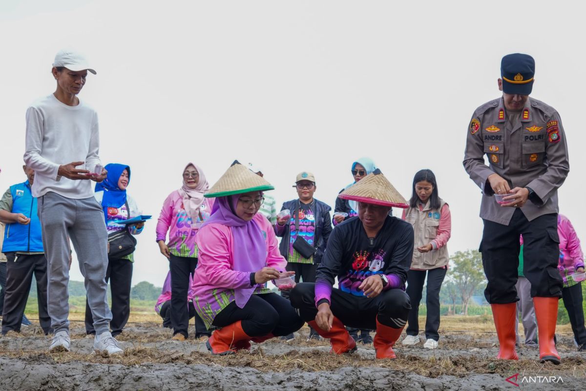 Pemkot Jaktim targetkan panen 20 ton padi dari gerakan tanam serentak