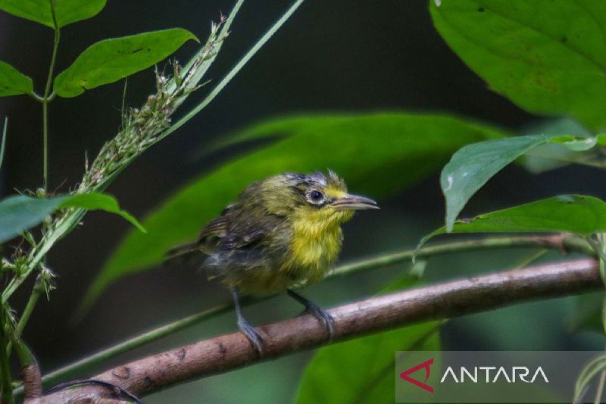 Jaga langit Manggarai Barat, tim gabungan lepas ratusan burung kicau endemik di Hutan Nggorang