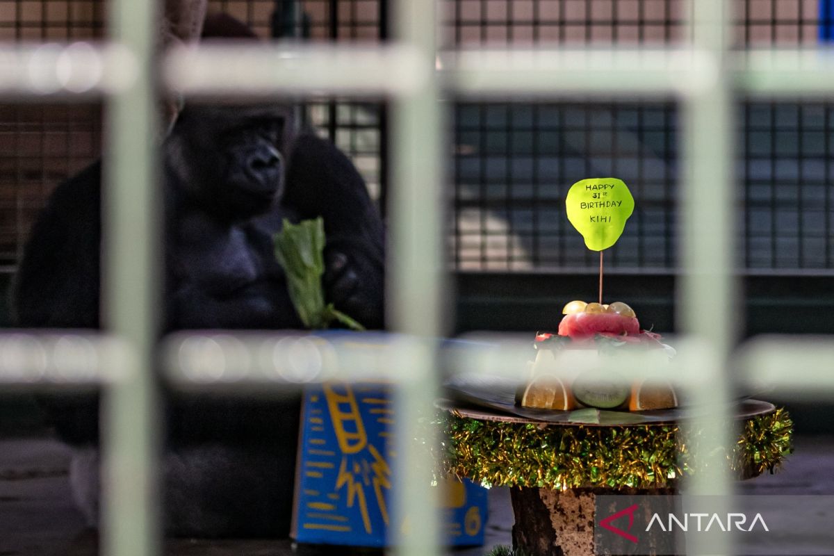 Gorila Kihi dan Kumbo rayakan ultah ke-31 di Ragunan
