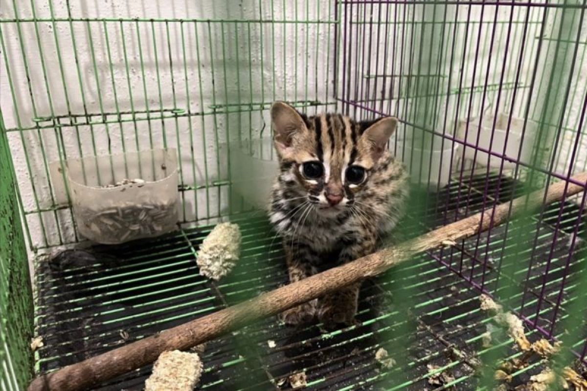 Kemenhut lanjutkan proses hukum perdagangan Kucing Kuwuk di Sumut