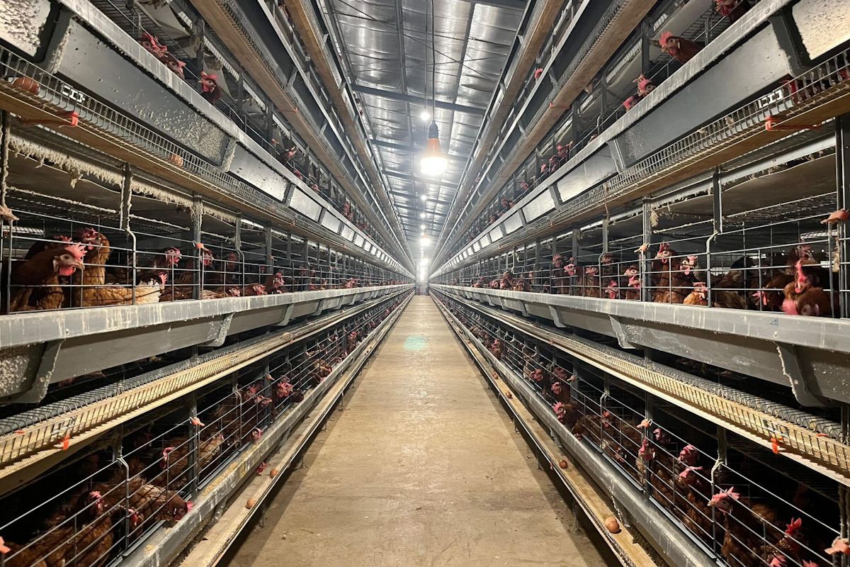 Kementan: Peternak rakyat jadi prioritas pengembangan industri ayam