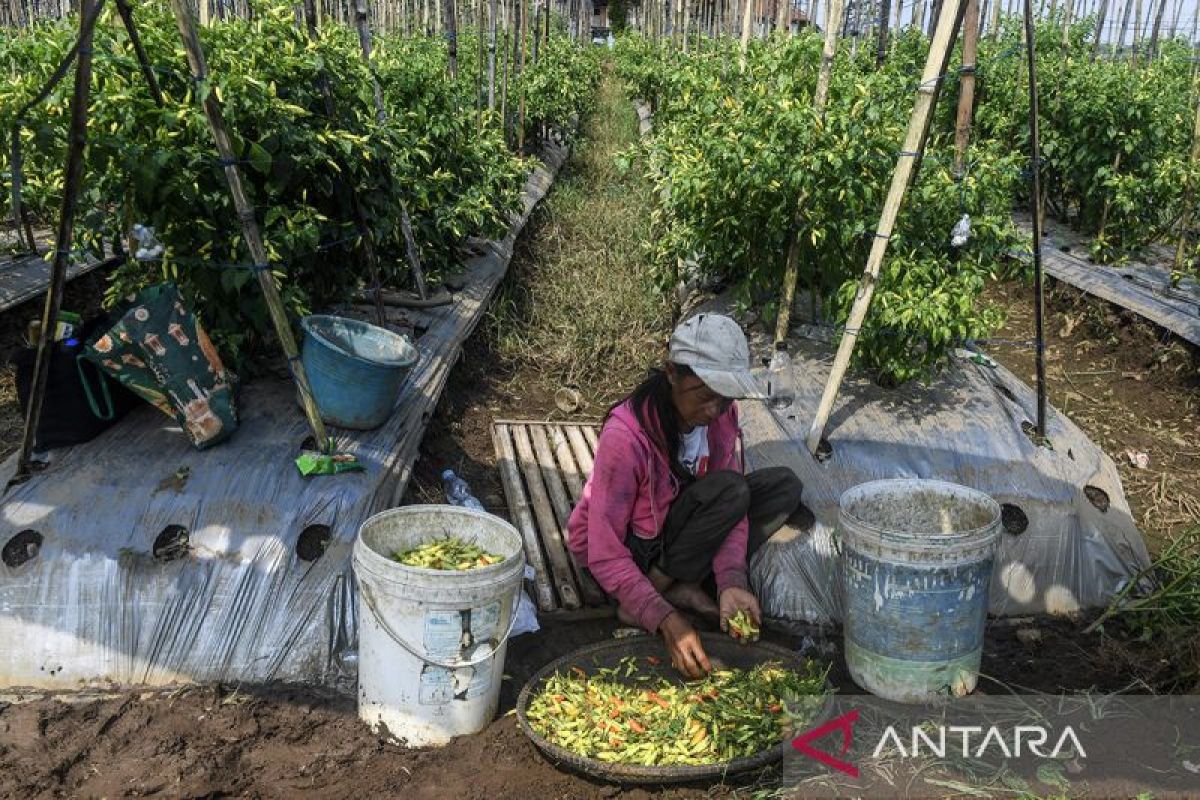 Petani binaan BUMDes di Ciamis sukses pasok ratusan kilo sayur ke SPPG
