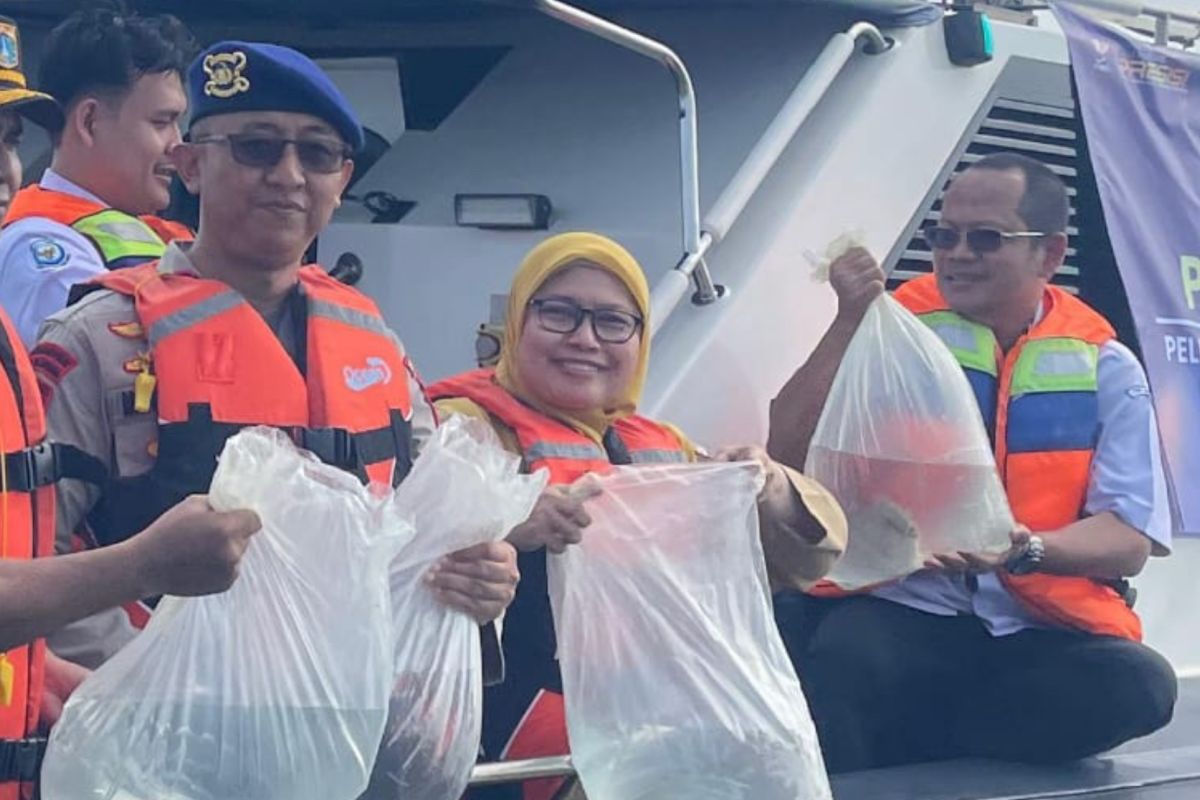 183 ekor ikan napoleon dilepas di Area Perlindungan Pulau Panggang
