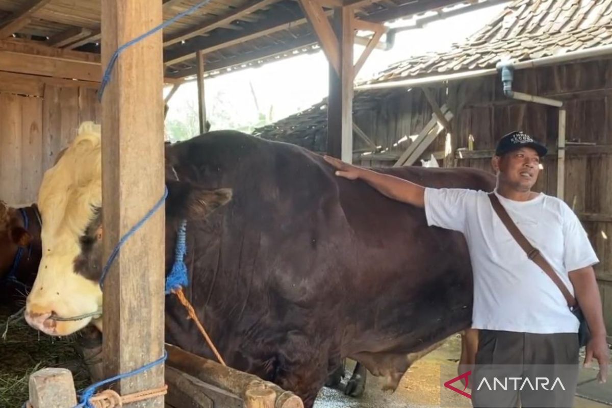 Sapi milik Sunardi berbobot 1,1 ton di Grobogan jadi hewan kurban Presiden