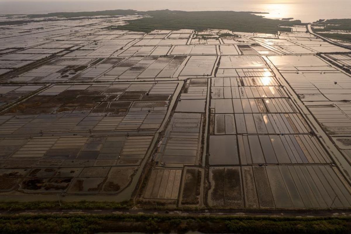 Perjuangan petani garam di Cirebon hadapi perubahan iklim