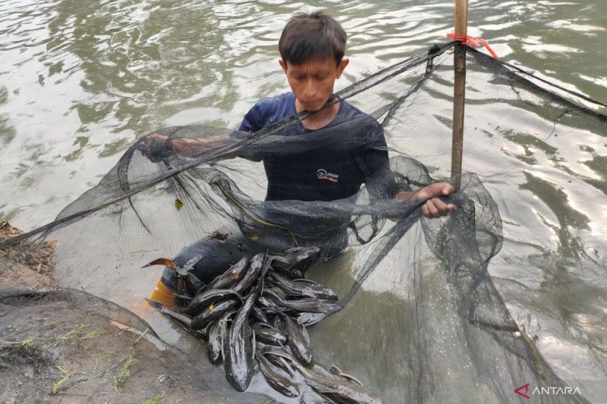 Ratusan ekor ikan sapu-sapu kembali ditangkap di Jakbar
