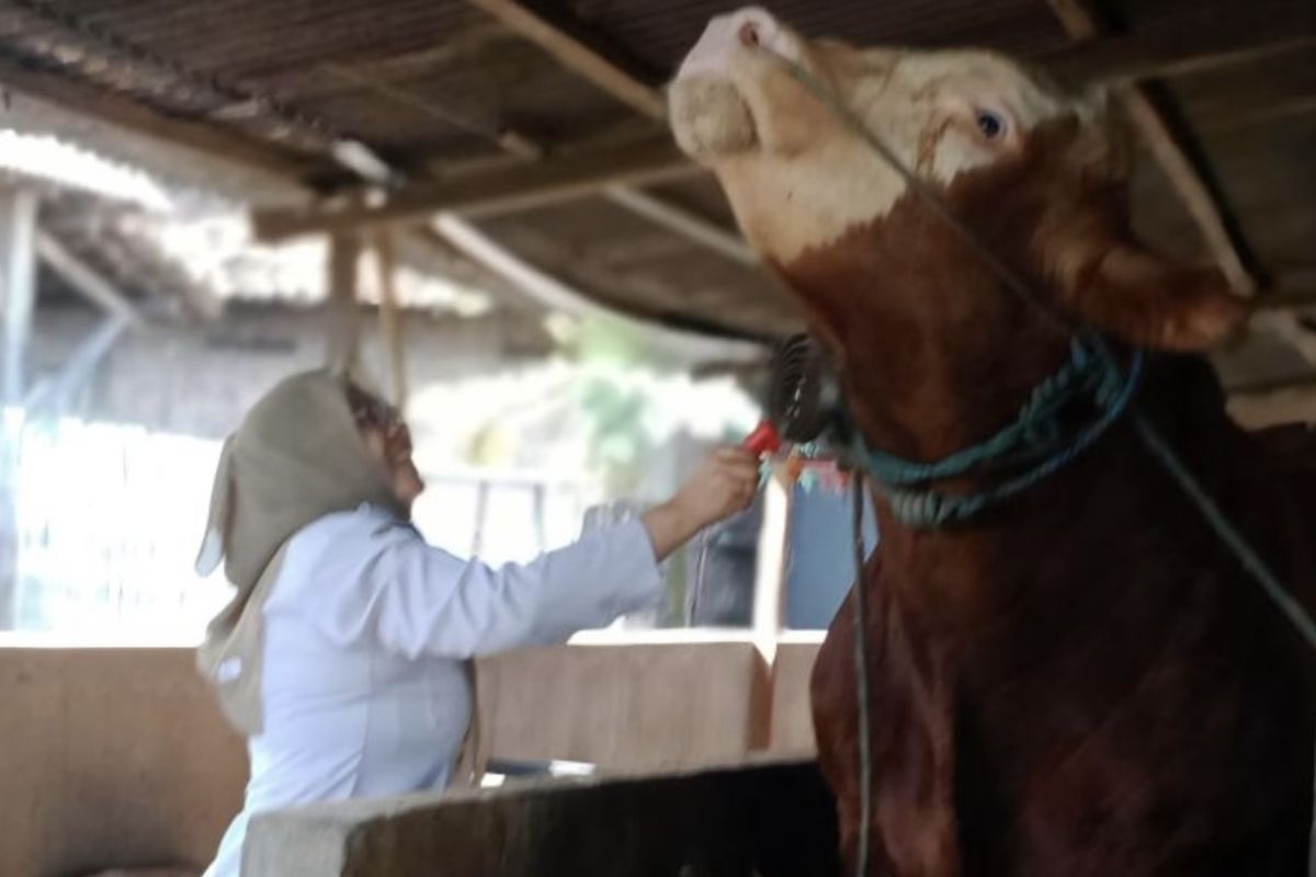 Dua sapi jumbo asal Lamongan dibeli Presiden untuk kurban Idul Adha