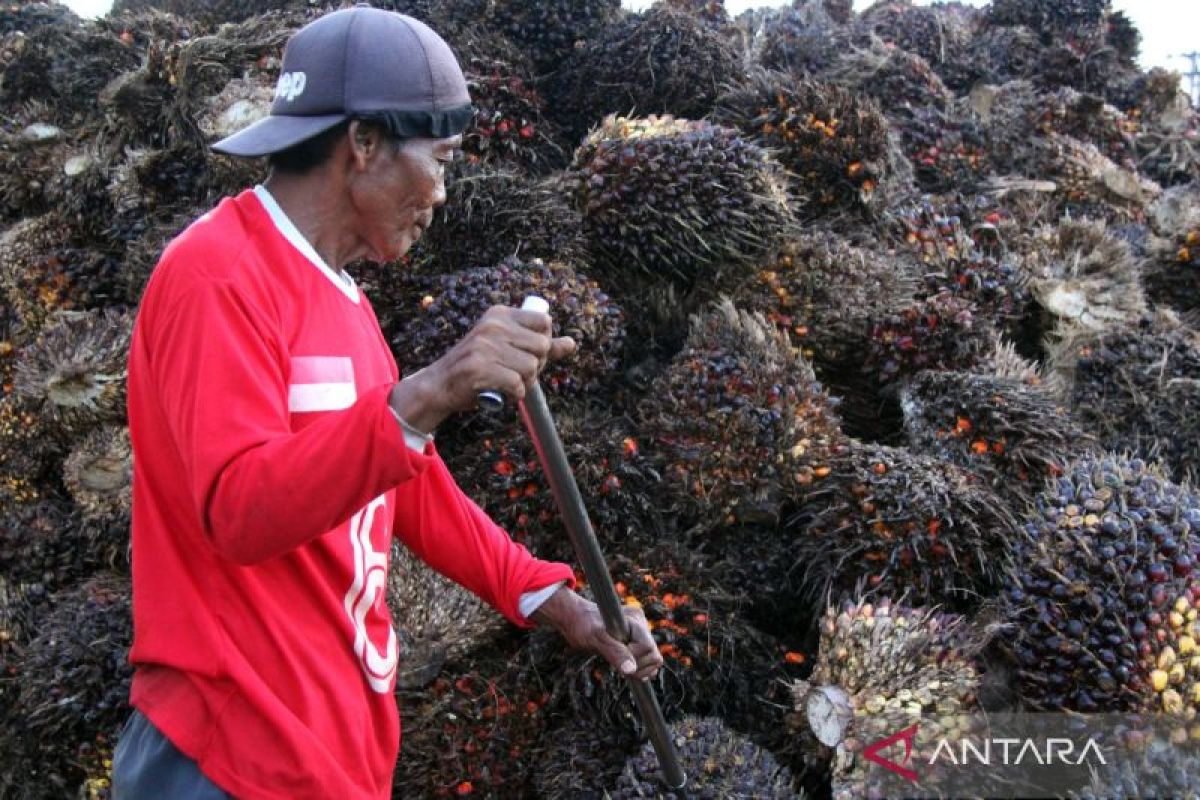 Harga TBS Sawit di Dharmasraya Anjlok Rp750 Per Kilo, Petani Khawatir Biaya Produksi Tak Tertutupi