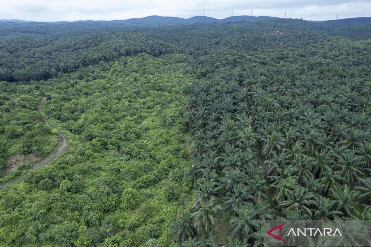 Alif fungsi hutan produksi konversi di Jambi