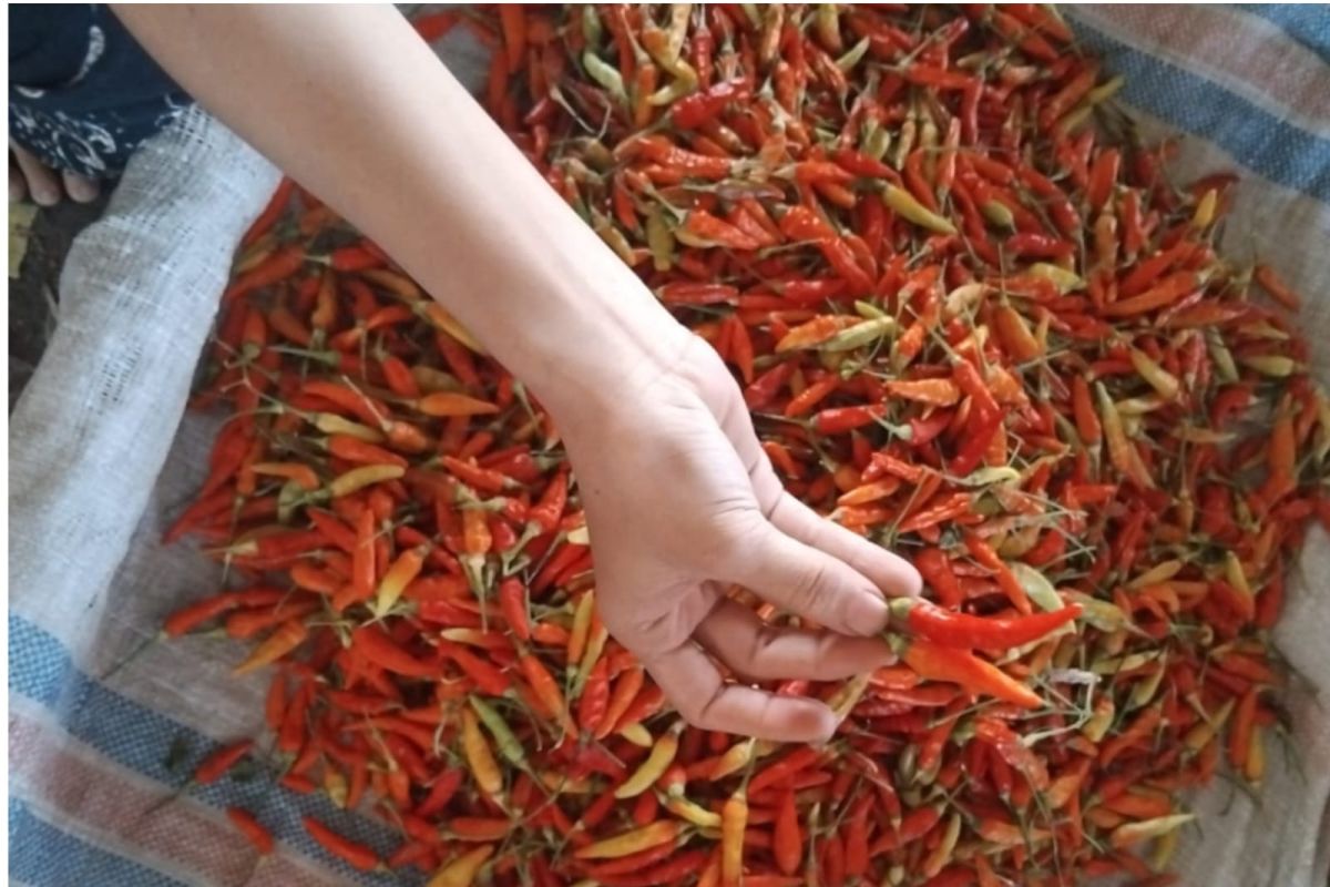 Harga cabai di Mataram turun jadi Rp72.000 per kilogram