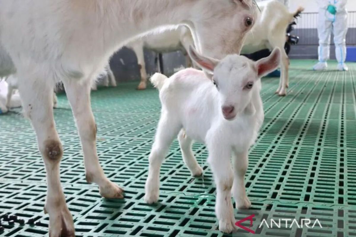 China sukses kloning massal kambing perah produktivitas super tinggi