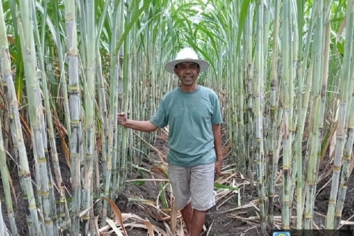 Petani sambut positif varietas unggul tebu NX dan Panjalu