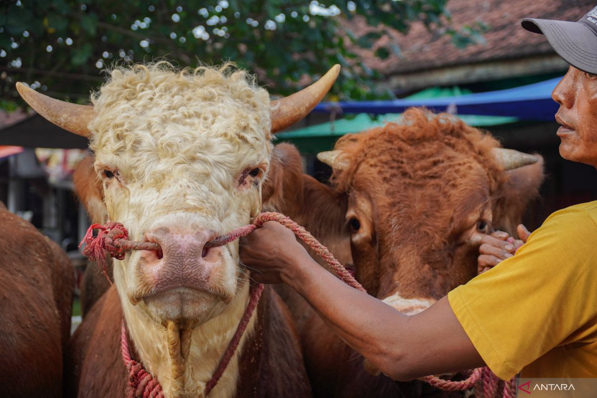 Kebutuhan hewan kurban di Jawa Timur