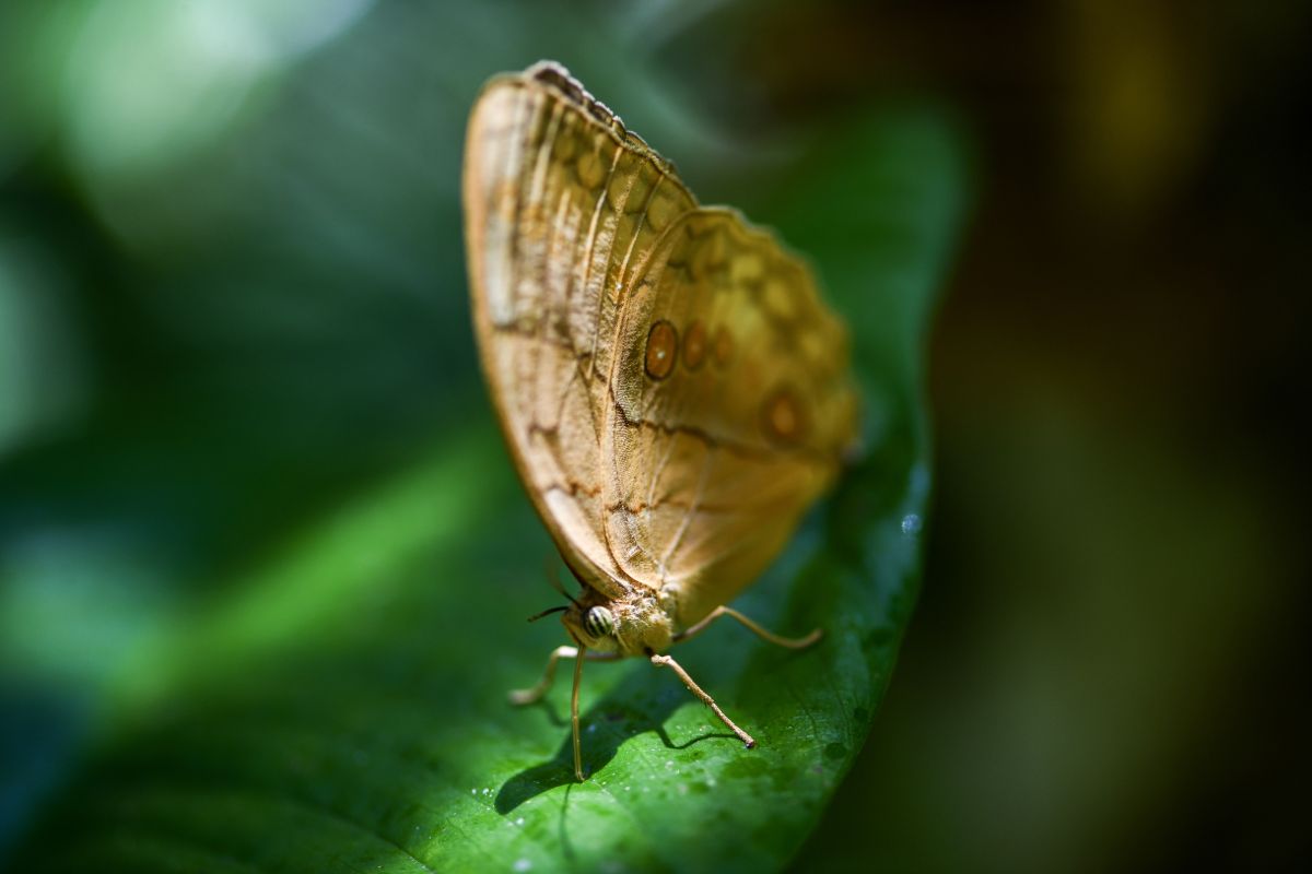 Menilik kemunculan massal kupu-kupu Stichophthalma di Yunnan, China
