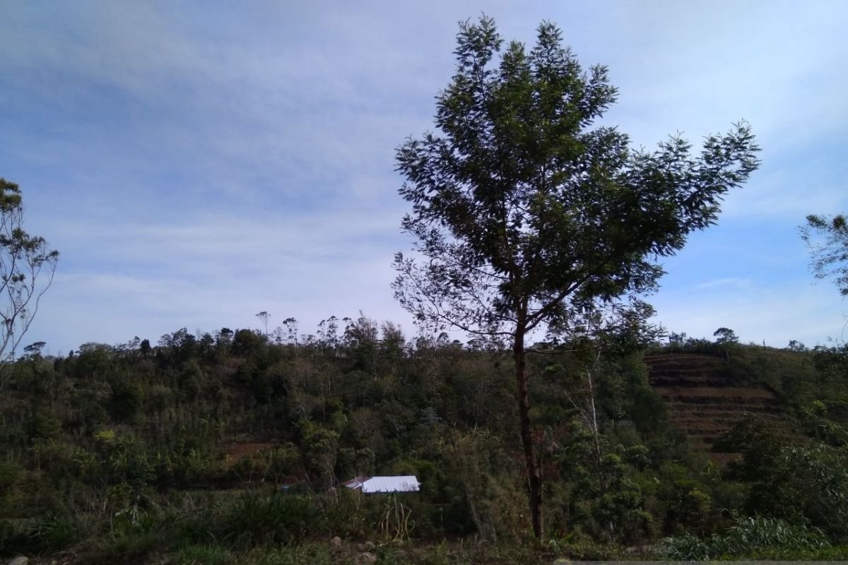 Gakkum Kehutanan Sulawesi bongkar peredaran kayu gunakan dokumen palsu