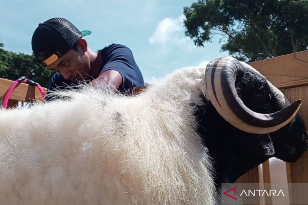 Harga domba seni lokal Temanggung capai Rp1 miliar