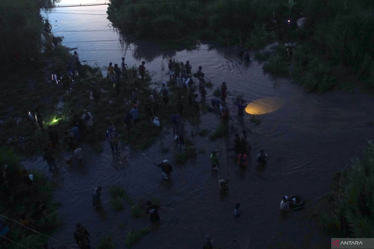 Tradisi berburu ikan pladu di Sungai Brantas