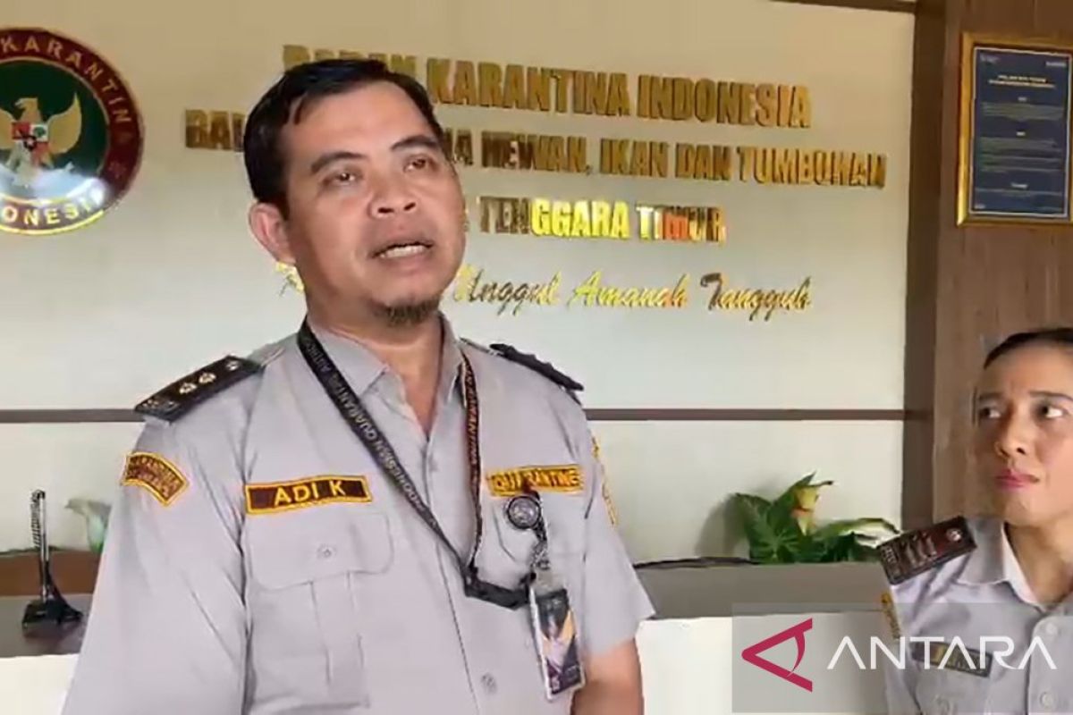 Karantina hewan NTT memastikan hewan yang dikirim bebas penyakit menular