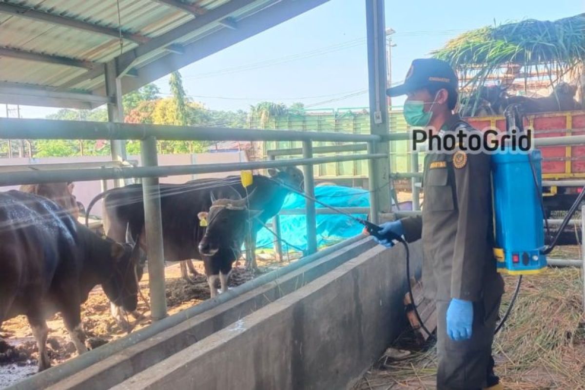 Jelang Idul Adha, Dinas Peternakan Sulsel masif pantau kesehatan hewan