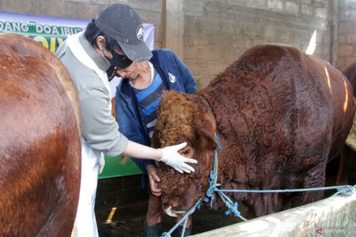 Sapi kurban bantuan Presiden di Sidoarjo
