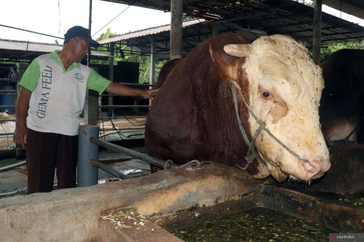 Sapi kurban Presiden Prabowo di Blitar