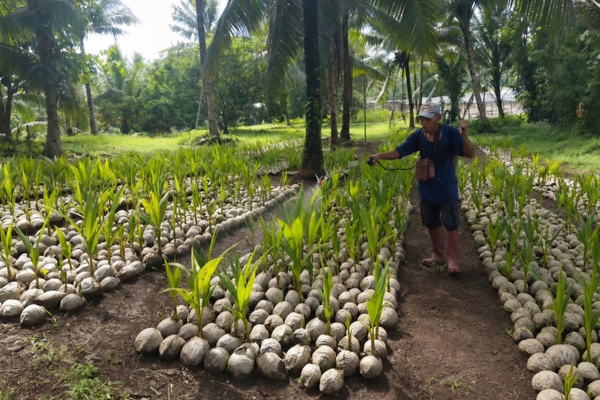 Kementan sebut 39.861 bibit kelapa di Sulut siap disalurkan ke petani