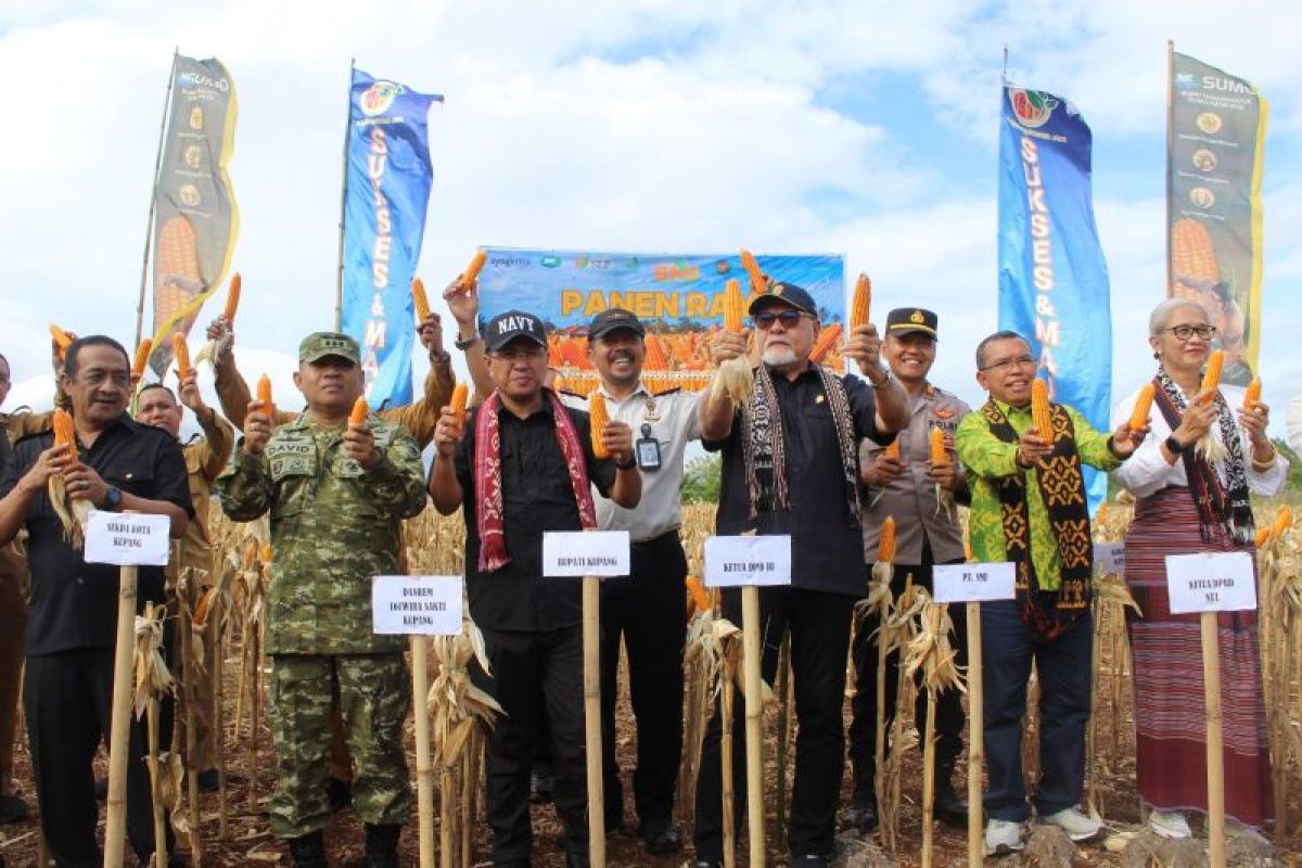 Ditjenpas NTT dukung ketahanan pangan melalui panen 10 ton jagung