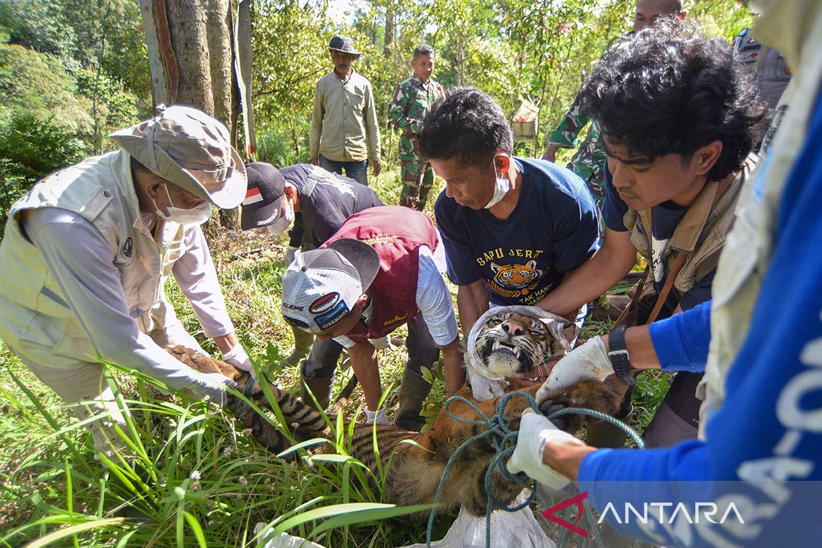 Evakuasi harimau Sumatera di Palupuh Agam