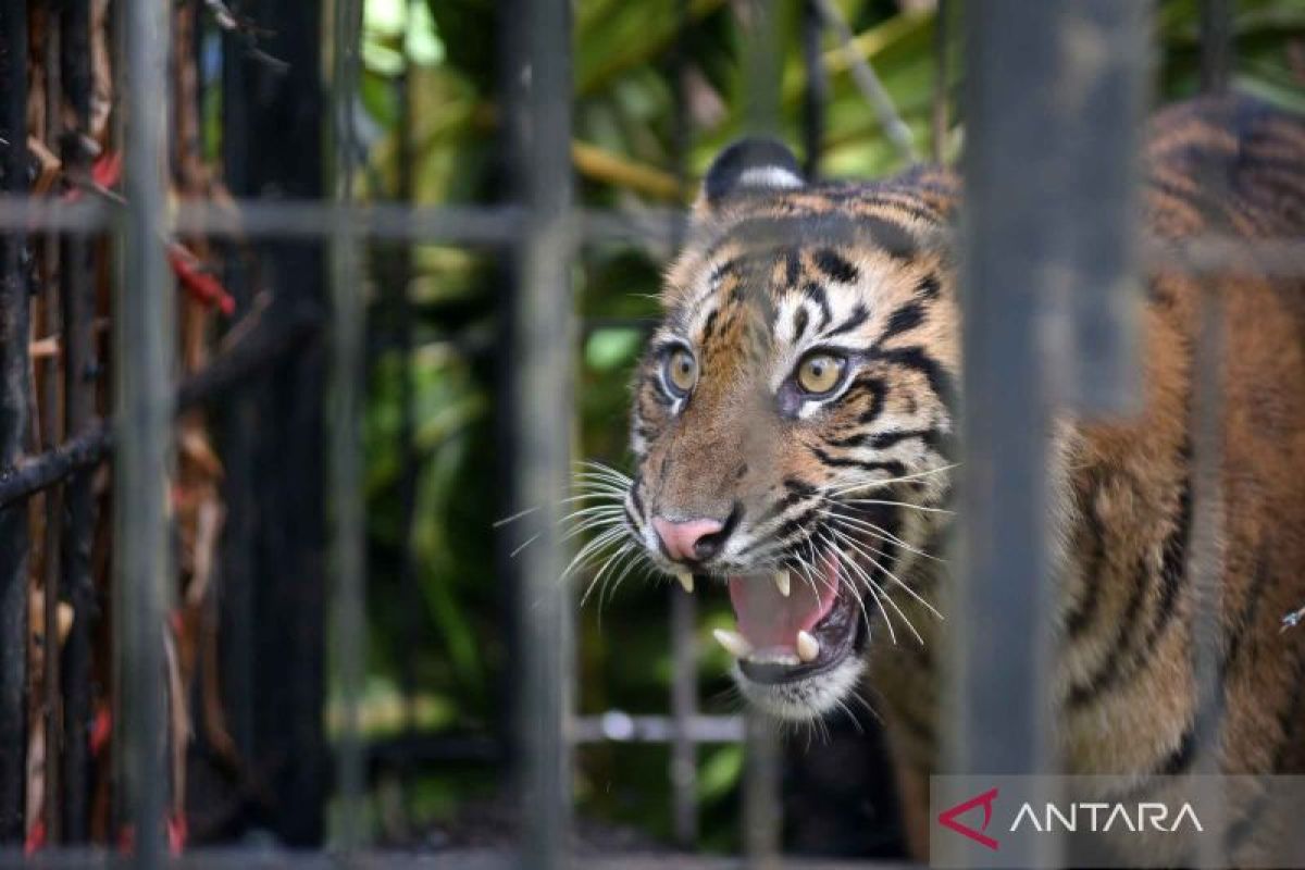 Seekor harimau Sumatera ditangkap karena membahayakan di ladang warga Agam