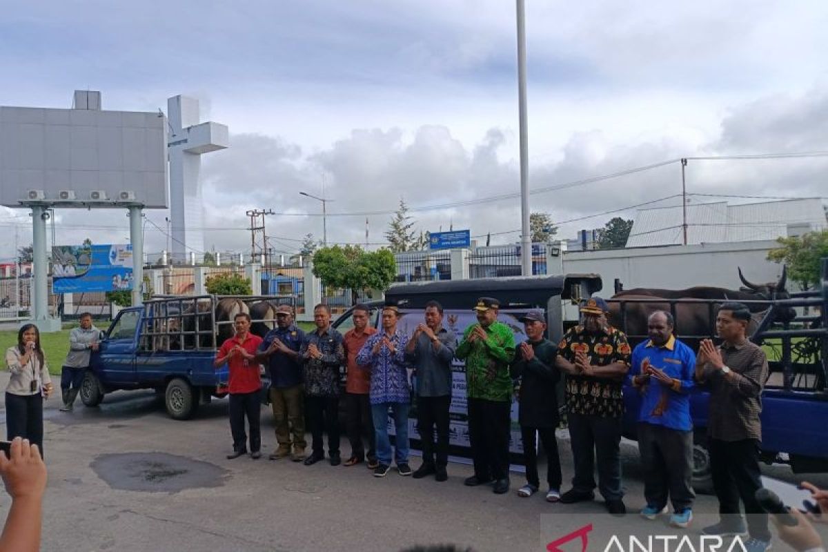 Gubernur Papua Pegunungan salurkan 18 hewan kurban bantuan presiden