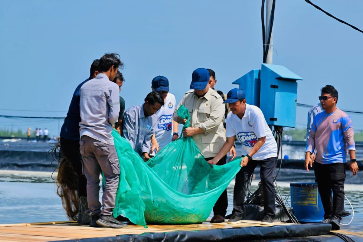 Prabowo panen udang di Kebumen, 1 hektare hasilkan Rp2,8 miliar