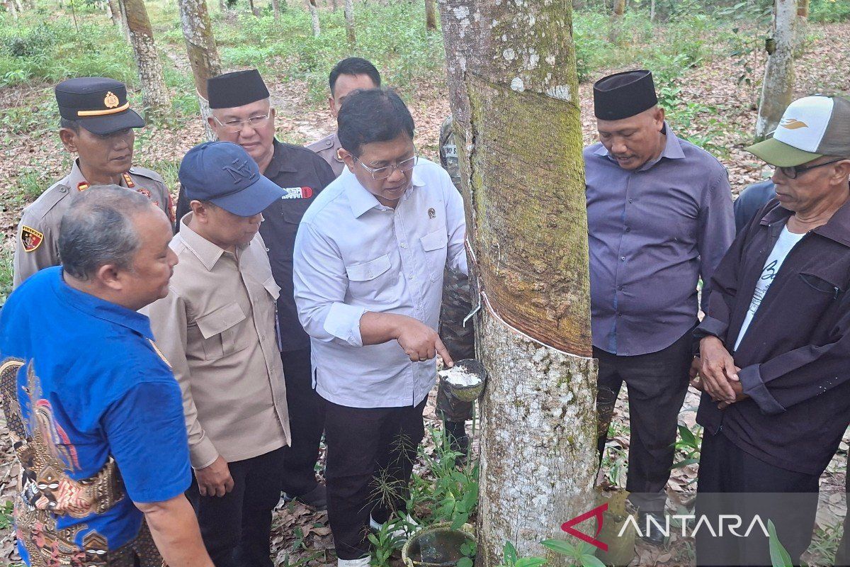 Wamentrans siap perjuangkan pupuk subsidi untuk petani karet