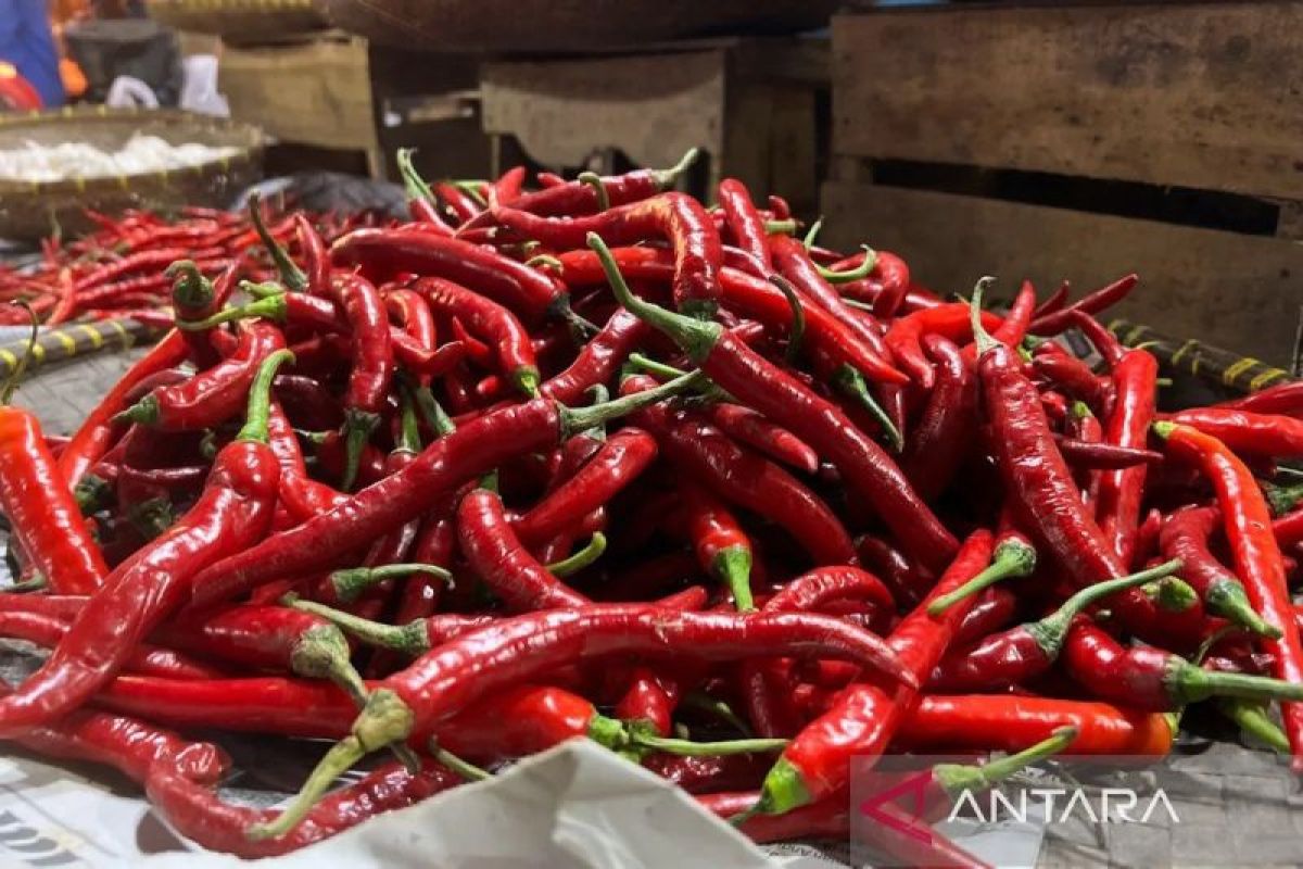 PIHPS: Harga cabai rawit Rp73.500/kg, telur ayam Rp30.500/kg