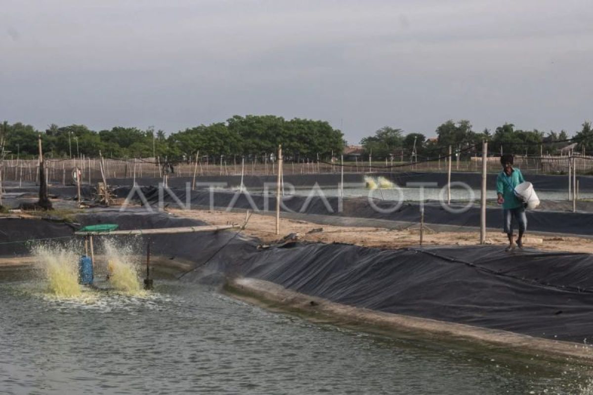 Pemkab Lebak Kembangkan Tambak Udang Vaname di Pesisir Binuangeun, Target Rp 1 Miliar Per Siklus Panen