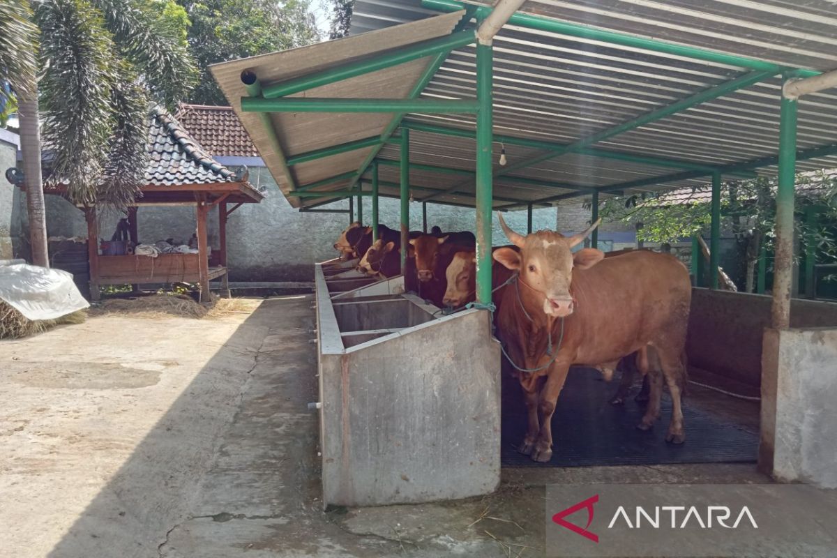DPKP DIY: Dua kabupaten surplus ternak hewan kurban