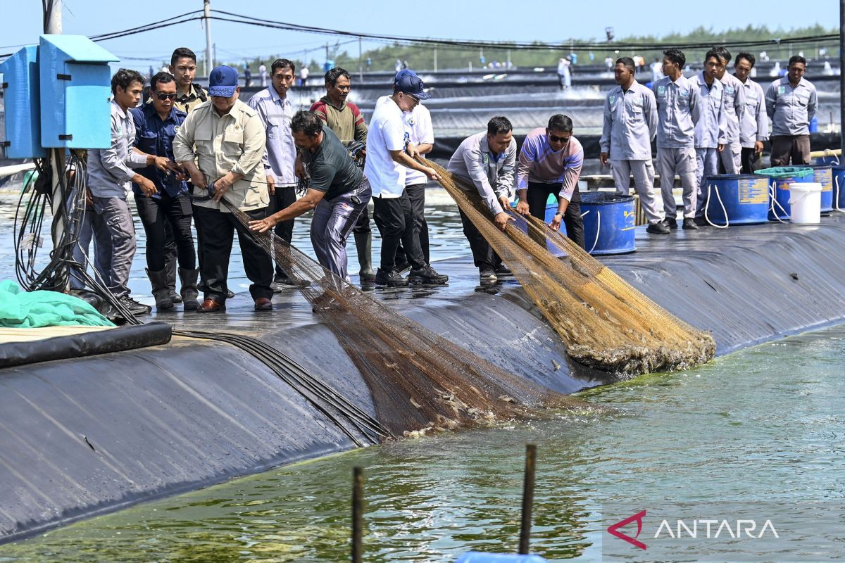 Presiden ikut menjaring udang saat panen raya di Kebumen