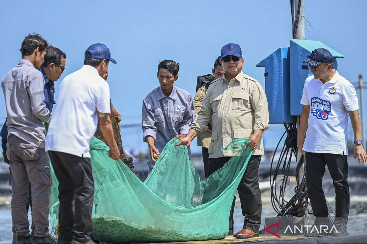 Presiden panen raya udang di Kebumen